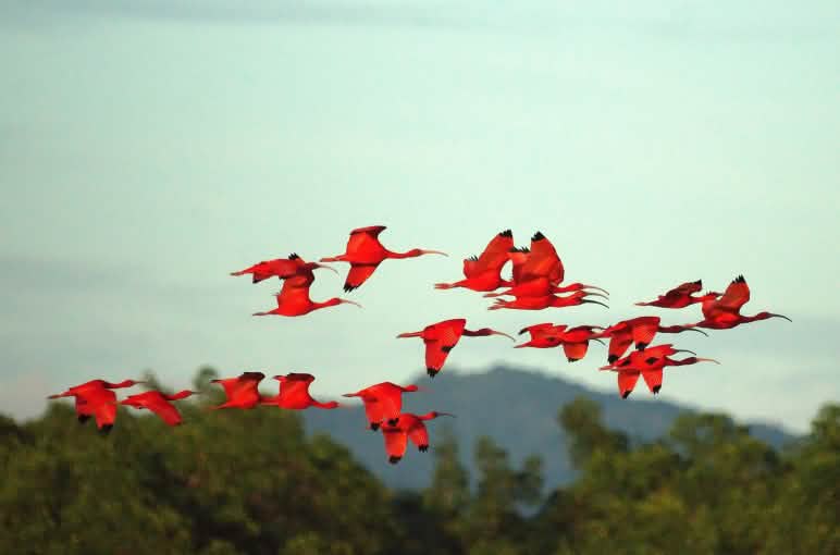 Scharlachsichler sind in Brasilien bedroht und geschützt. Sollte der Hafen auf der Insel Cajual gebaut werden, wären die letzen Brutpaare dort in Gefahr Eine Gruppe Scharlachsichler im Flug