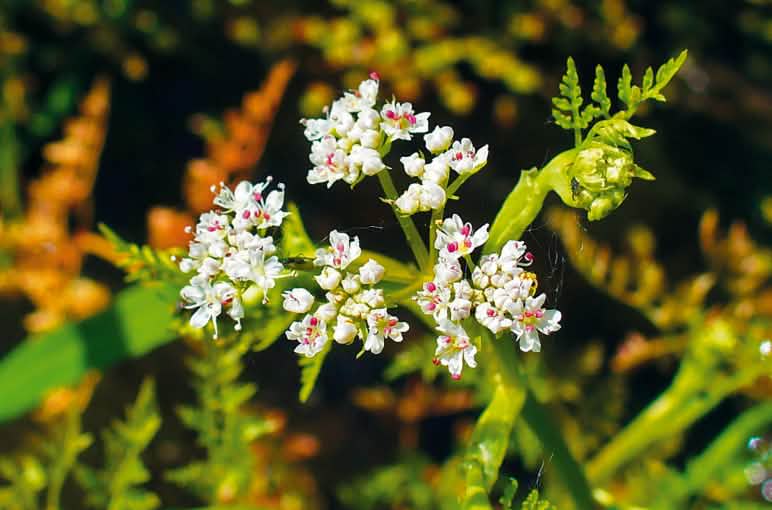 Schierlings-Wasserfenchel sorgt am Ufer der Elbe bei Hamburg für Aufsehen:  Das seltene Gewächs könnte die Ausbaggerung des Flusses verhindern Schierlings-Wasserfenchel