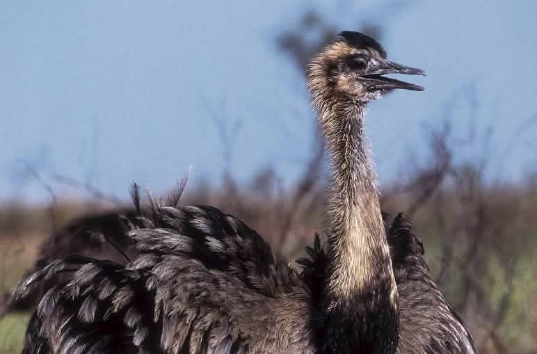 Der Nandu ist Südamerikas größter Vogel. Fliegen kann er nicht, dafür aber 60 km/h schnell laufen Nandu, Brasilien