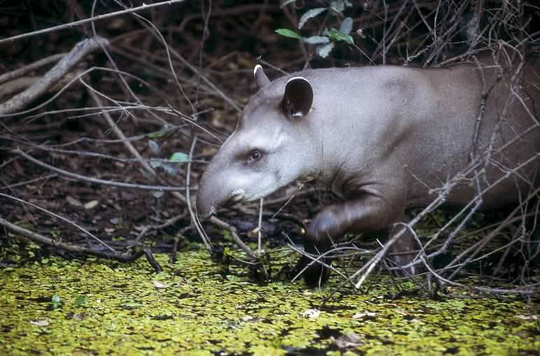 Der Flachlandtapir, Brasiliens größtes Landsäugetier, gehört zu den gefährdeten Arten im Cerrado Flachlandtapir, Brasilien