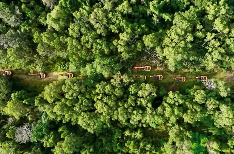 Bagger und Bulldozer rollen an, um den Wald in Merauke für Plantagen zu zerstören Drohnenfoto von langer Reihe Bagger durch Regenwald