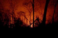 Vor dem von Feuern rot erleuchteten Nachthimmel ragen die verkohlten Reste von Bäumen hervor