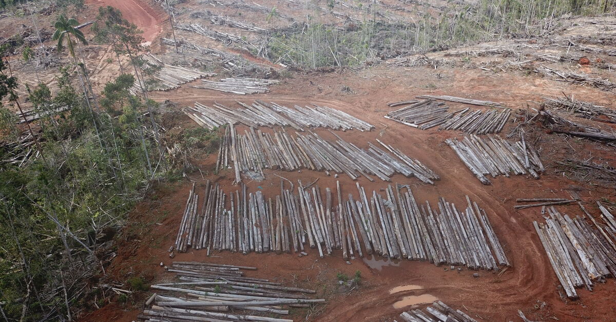 Massiver Kahlschlag In Papua Rettet Den Regenwald E V