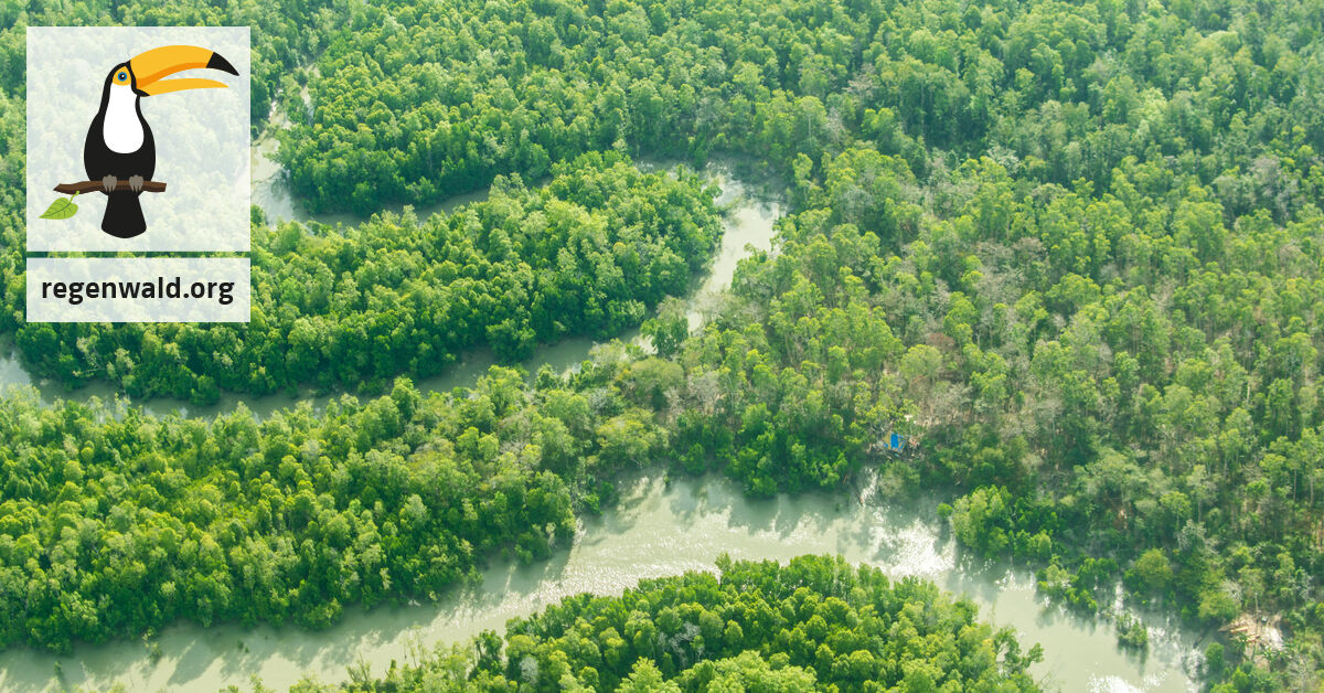 Den Wald Der Paradiesvogel Und Baumkangurus In Papua Retten Rettet Den Regenwald E V