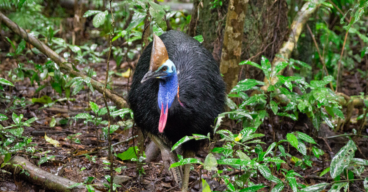 Regenwald Report 01 Australien Daintree Regenwald Von Flammen Verschont Rettet Den Regenwald E V