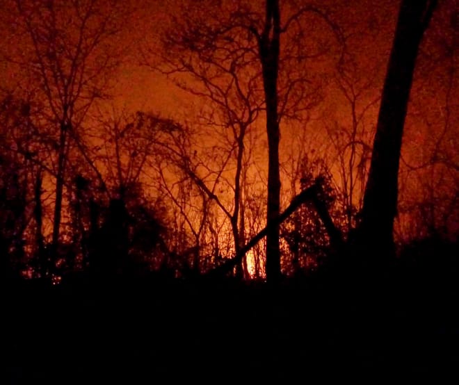 Vor dem von Feuern rot erleuchteten Nachthimmel ragen die verkohlten Reste von Bäumen hervor