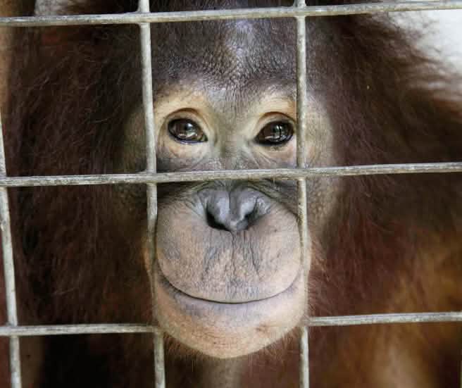 Orang-Utan guckt aus Käfig heraus