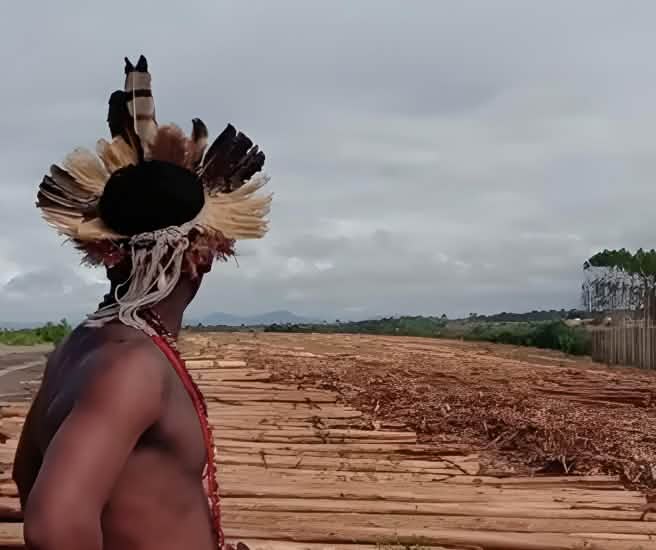 Indigener auf einer Eukalyptusplantage