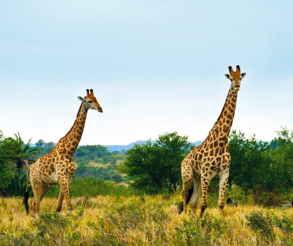 Giraffen in Südafrika