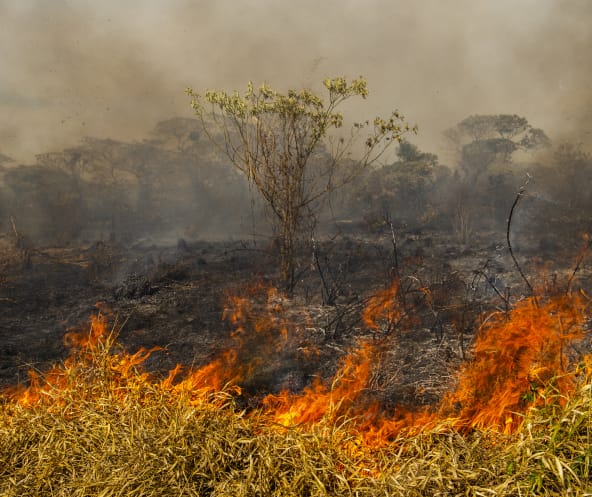 Waldbrand in Brasilien