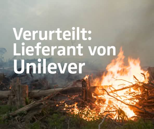 Feuer und Rodung für Palmöl
