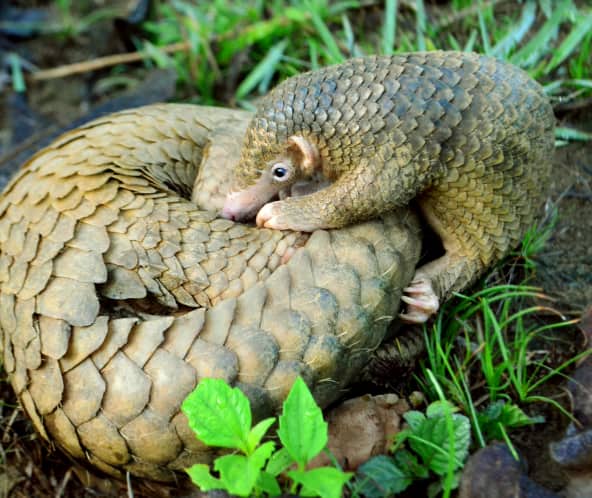 Junger Pangolin beugt sich über seine Mutter, die aufgerollt auf dem Waldboden liegt