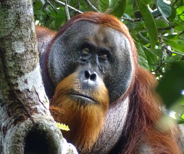 Orang-Utan mit Wunde, verheilt