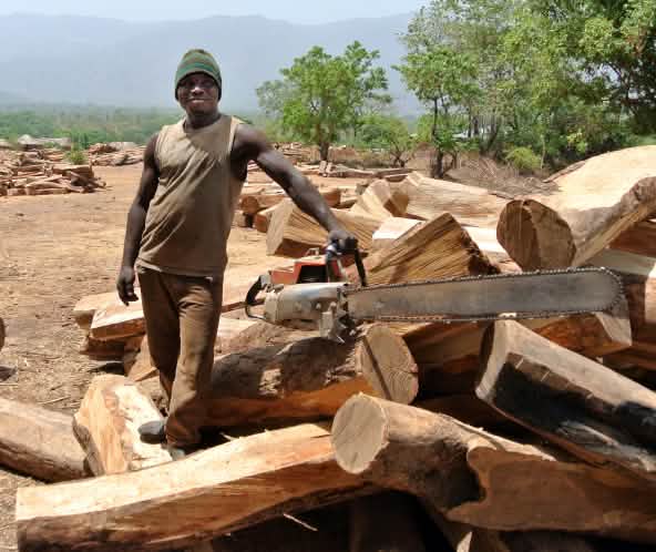 Holzfäller mit Motorsäge auf Lagerplatz für Palisander-Stämme in Nigeria