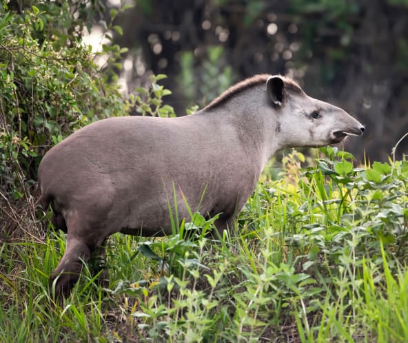 Flachlandtapir im Amazonasgebiet