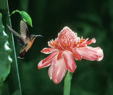 Kolibri