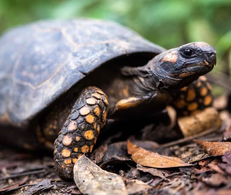 Waldschildkröten ernähren sich von Blättern und Früchten Waldschildkröte