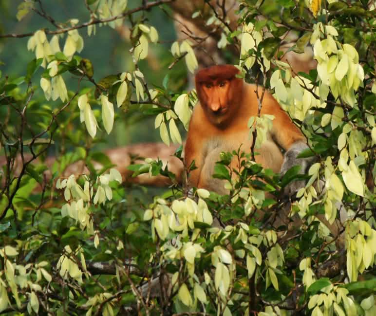 .... in die Freiheit der Baumkronen! Nasenaffe im Baum