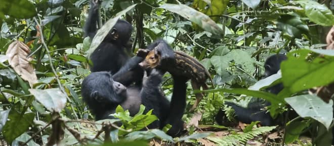 Bonobo spielt mit Ferkel