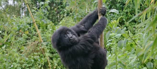 Ein junger Berggorilla klettert an einem Bambus