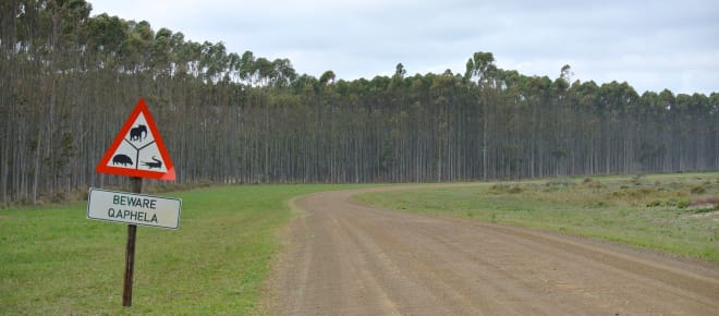 Baumplantage in Südafrika