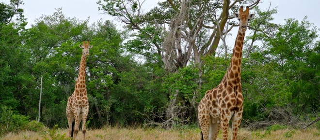 Zwei Giraffen in Südafrika