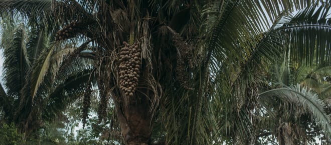 Babassu-Palme mit Früchten