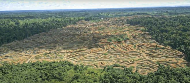 Drohnenaufnahme von Abholzung für Palmöl in Sorong, West-Papua