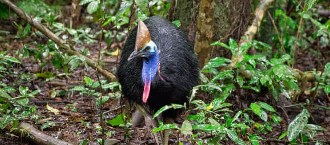 Kasuar im Daintree Regenwald, Australien