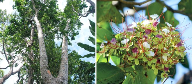 Collage Merbau-Baum