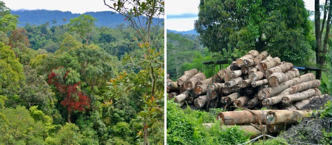 Regenwald in Sarawak