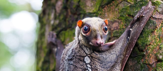 Riesengleiter in Borneo