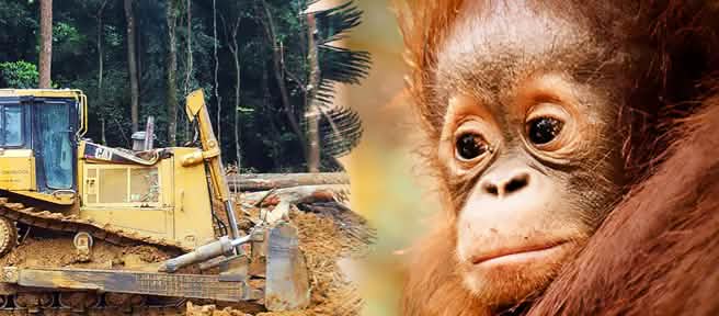 Links: Bagger auf einem gerodeten Feld / Rechts: Traurig guckendes Orang-Utan Jungtier