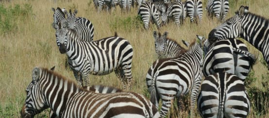 Zebras in der Savanne