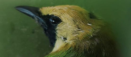 Kopf eines grünen Vogels mit gelber Stirn