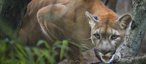 Ein Puma lauert auf einem Baumast