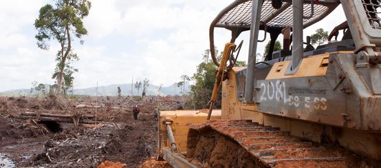 Bulldozer rodet Regenwald