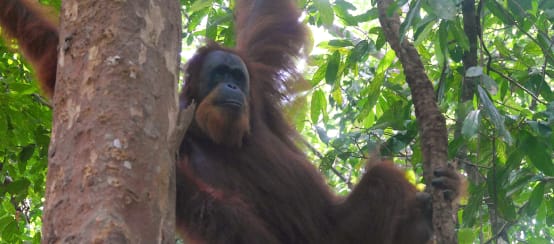 Sumatra-Orang-Utan hängt im Baum