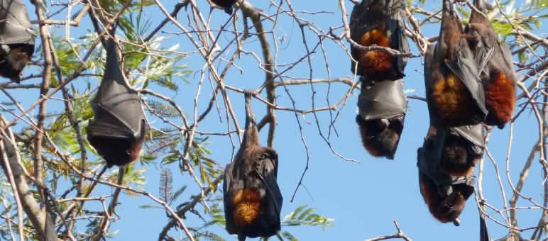 Schwarze Flughunde haben eine Flügelspannweite von einem Meter Schwarze Flughunde hängen an Bäumen