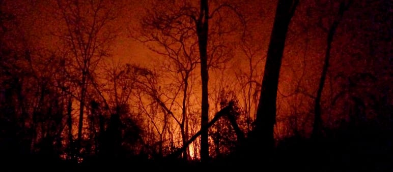 Vor dem von Feuern rot erleuchteten Nachthimmel ragen die verkohlten Reste von Bäumen hervor