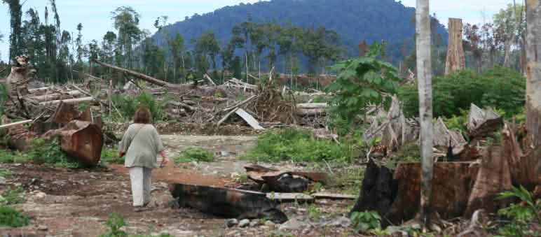 Auf der Spur der Zerstörung in Papua Marianne läuft zwischen gefällten Bäumen