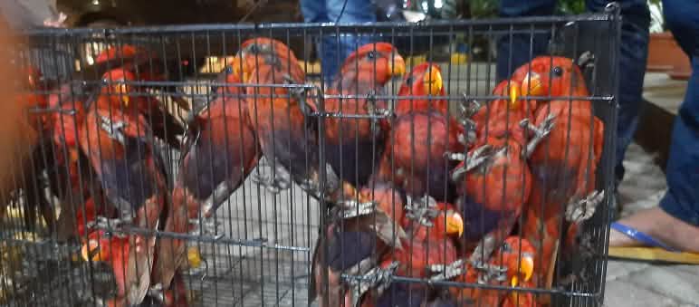 Vogelhandel stoppen.... rote Loris im Käfig