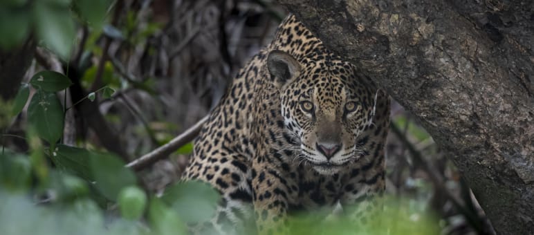 Ausbeuten und weiterziehen – nach diesem Prinzip nimmt sich der Mensch immer mehr Räume. Erst verlieren Tiere wie der Jaguar ihre Lebensräume, dann verliert die Erde eine weitere Art. Jaguar