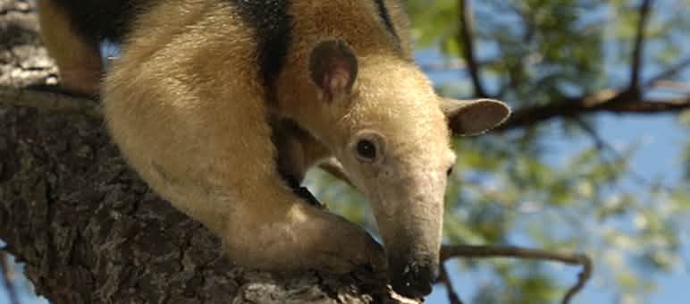 Der Südliche Tamandua bewohnt Waldgebiete östlich der Anden Südlicher Tamandua (Tamandua tetradactyla) im Cerrado in Brasilien