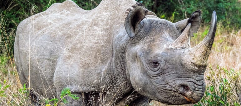 Ausgerechnet dort, wo Spitzmaulnashörner leben, soll Wald gerodet werden Spitzmaulnashorn