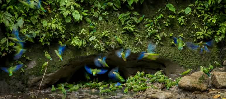 Die Papageien gehören zur großen Artenvielfalt im Yasuní-Nationalpark Papageien im Yasuni NP