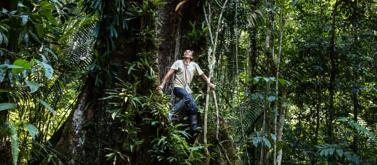 Ihrem Protest und Widerstand gegen die Abholzung des Regenwaldes ist das jüngste Urteile der peruanischen Gerichte zu verdanken Francisco klettert auf einen Baum im Regenwald