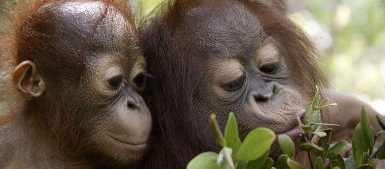 Orang-Utans können auf Palmöl-Plantagen nicht überleben Zwei junge Orang-Utans erkunden Pflanzen