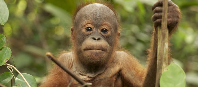 Das Überleben der Orang-Utans hängt von der Durchsetzung der Gesetze ab Orang Utan Baby