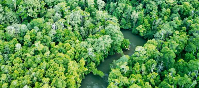 Kahlschlag im Regenwald von Sorong Drohnenfoto von Regenwald mit Fluss und Kahlschlag